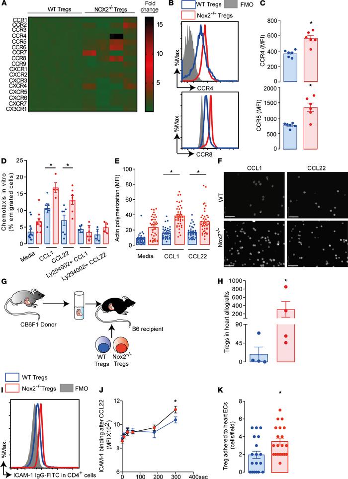 Nox2-deficient Tregs express higher levels of CCR4 and CCR8 than WT Treg...