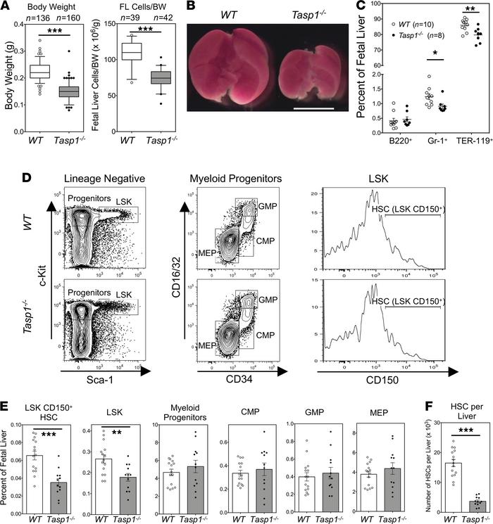 Taspase1 deficiency results in fetal liver hematopoietic stem cell defec...