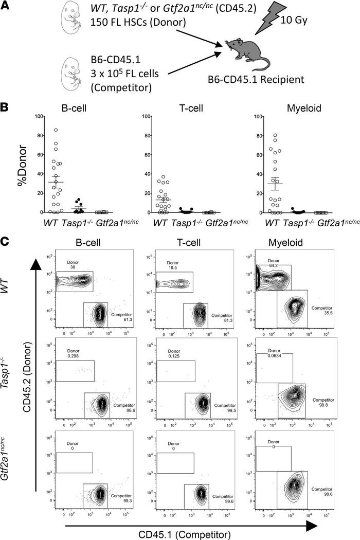 Tasp1–/– and Gtf2a1nc/nc fetal liver hematopoietic stem cells fail to re...