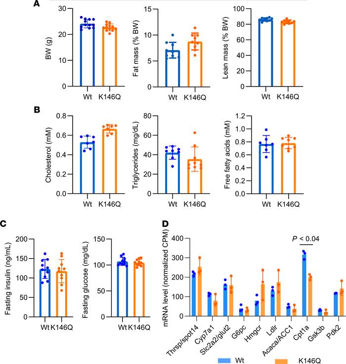 Metabolic phenotype of THRB K146Q mice.
Mice (10 weeks old) were maintai...