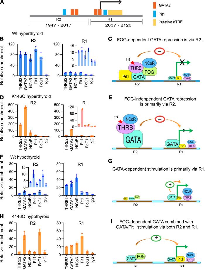 TF binding patterns to the TSHβ gene promoter in hyperthyroid and hypoth...