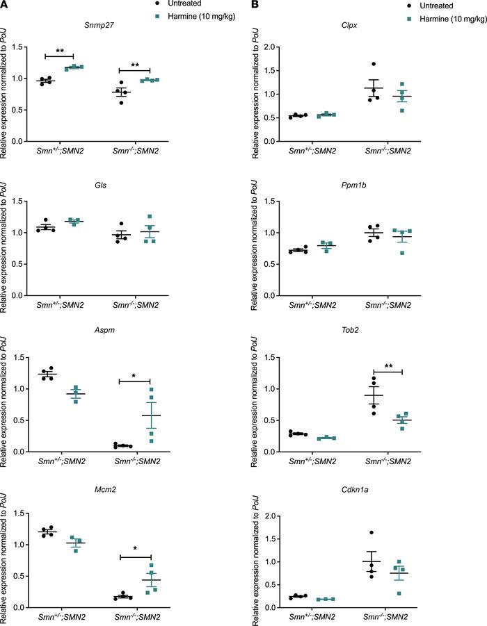Administration of harmine to SMA mice partially restores the expression ...