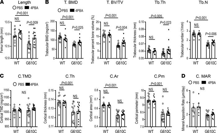 Four-week treatment with 4PBA improves bone length and trabecular bone f...