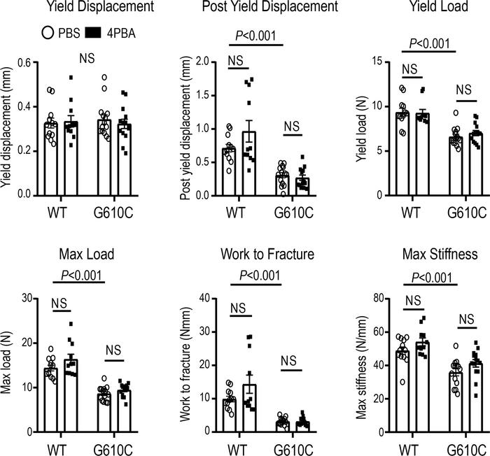 4PBA treatment does not improve bone strength.
Effect of daily injection...
