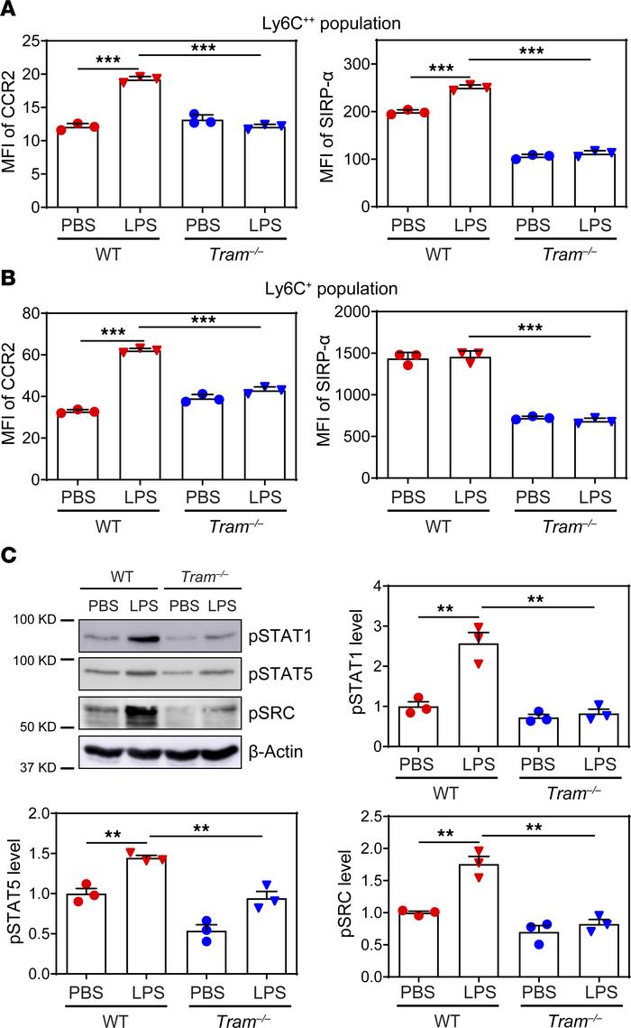 TRAM deficiency attenuates inflammatory polarization of BMMs in vitro.
B...