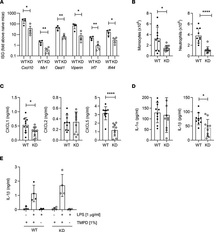 Reduced inflammation of IRAK1KD mice in the TMPD peritonitis model.
(A) ...