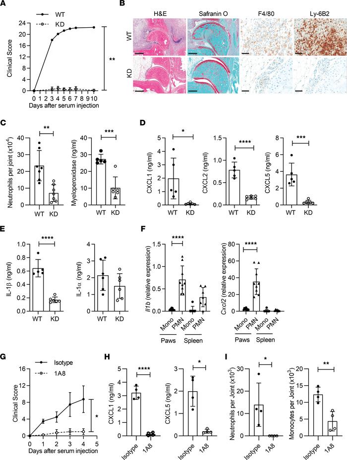 K/BxN arthritis depends on IRAK1-dependent neutrophil recruitment to joi...