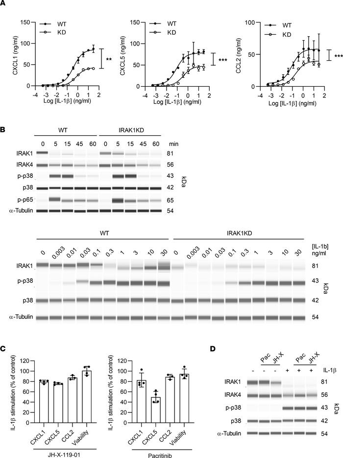IRAK1 mediates activation of mouse synovial fibroblasts by IL-1β.
(A) Se...