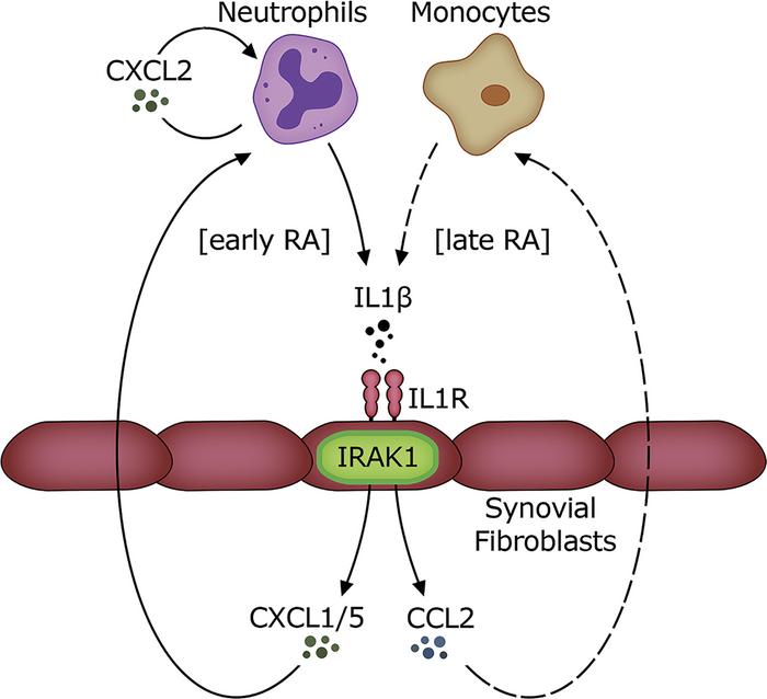 Proposed model of the role of IRAK1 in joint inflammation.
Neutrophils a...