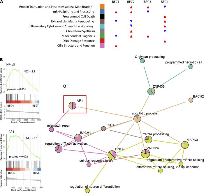 Pathway analysis links cell stress response to AP-1 activity in sick pat...