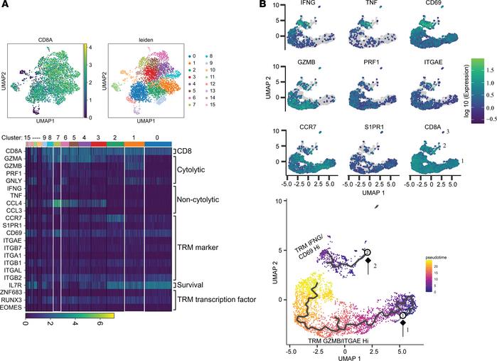 Trajectory analysis of purified CD8+ T cells in the human cervix.
(A) Cl...