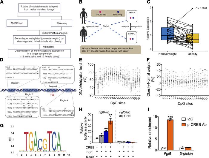 
FGF6 promoter is hypermethylated in the skeletal muscle of participants...