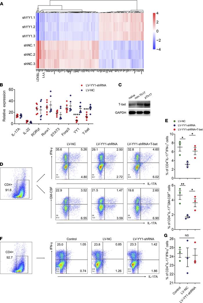 YY1 specifically regulates pTh17 cell differentiation through affecting ...