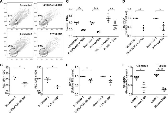 Shroom3 knockdown reduces cellular protein content and RNA biogenesis in...