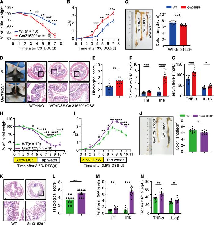 Gm31629 depletion exacerbates DSS-induced colitis and delays intestinal ...