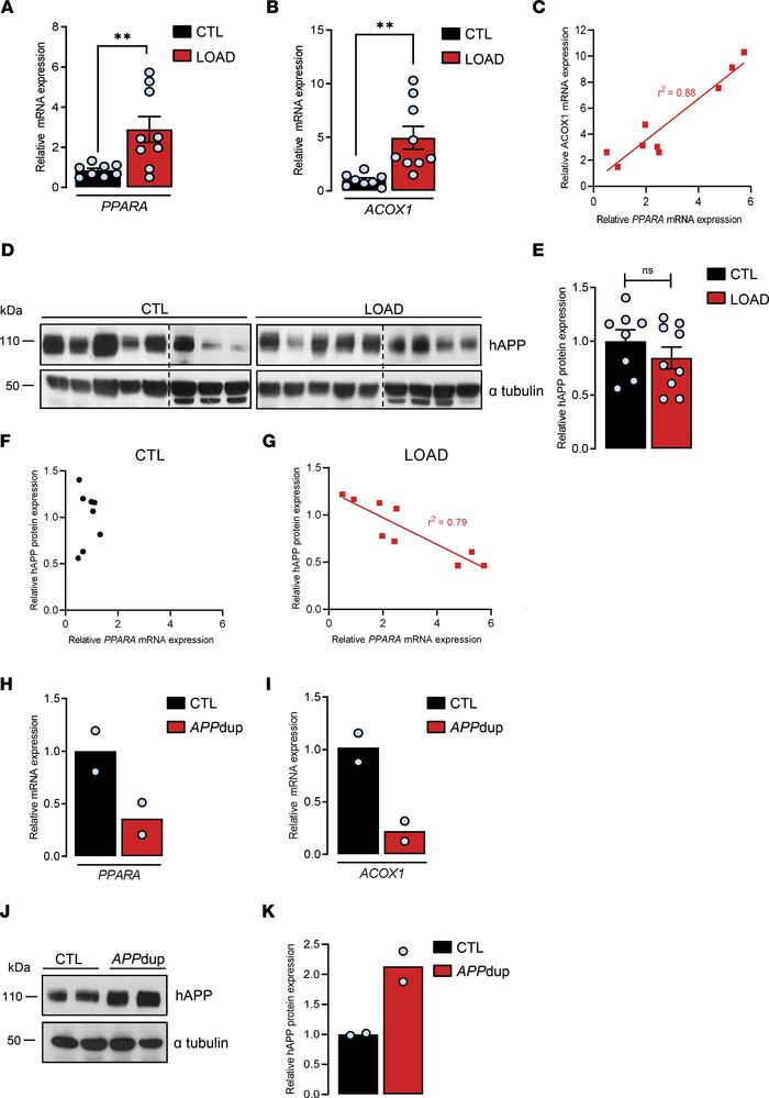 
PPARA expression and PPARα downstream target genes in brains from patie...