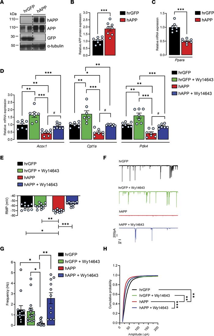 Pharmacological PPARα activation with Wy14643 prevents hAPP-induced decr...