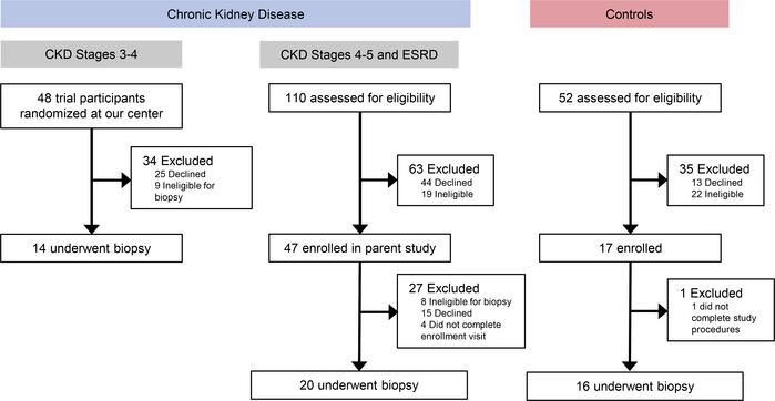 Flow diagram of study participation.
ESRD indicates dialysis patients (t...