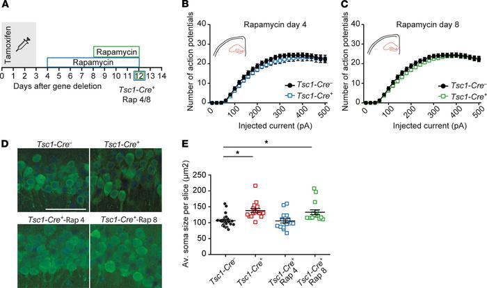 In vivo rapamycin treatment rescues hippocampal hyperexcitability and so...