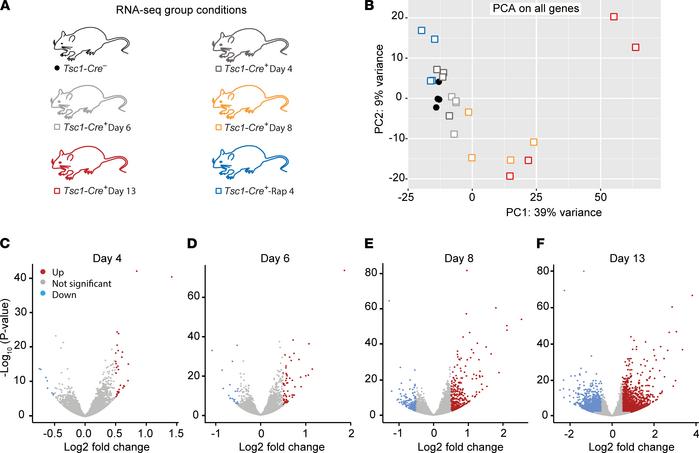 mTOR-dependent epileptogenesis affects the hippocampal transcriptome.
(A...