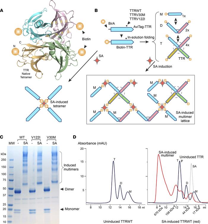 Biotin-TTR fusion and SA-induction model.
(A) Crystal structure of tetra...