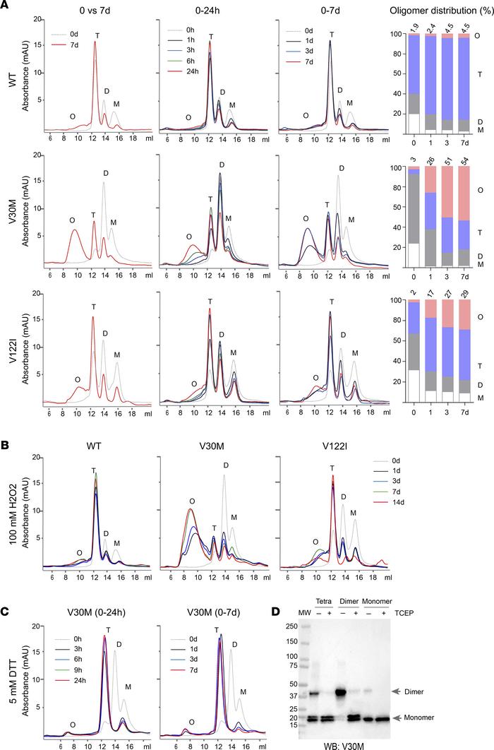 Dynamics in oligomeric transformation among TTR variants of WT, V30M, an...