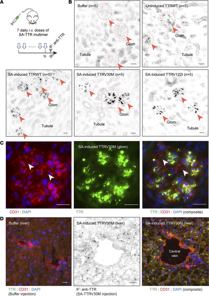 SA-TTR multimer formed renal deposits in mice.
(A) A total of 25 mice (n...
