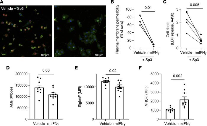 IFN-γ is sufficient to remodel and protect macrophages.
(A–C) RAW264.7 c...