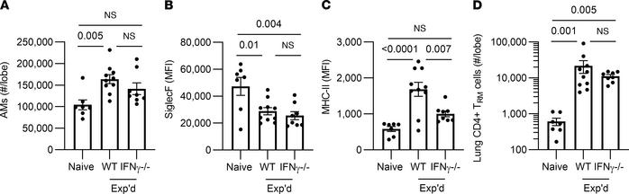 Roles for IFN-γ in remodeling of AM.
Wild type (WT) C57BL/6 or IFN-γ–/– ...