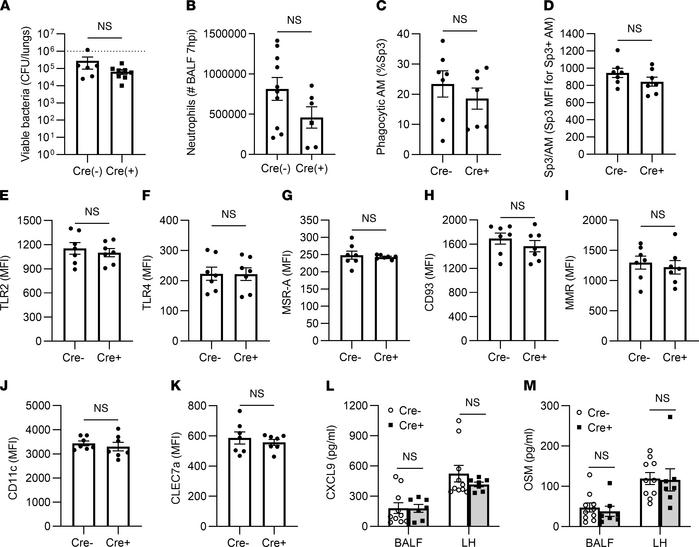 Immune activities in the absence of IFN-γ receptor on AM.
CD11c-Cre and ...