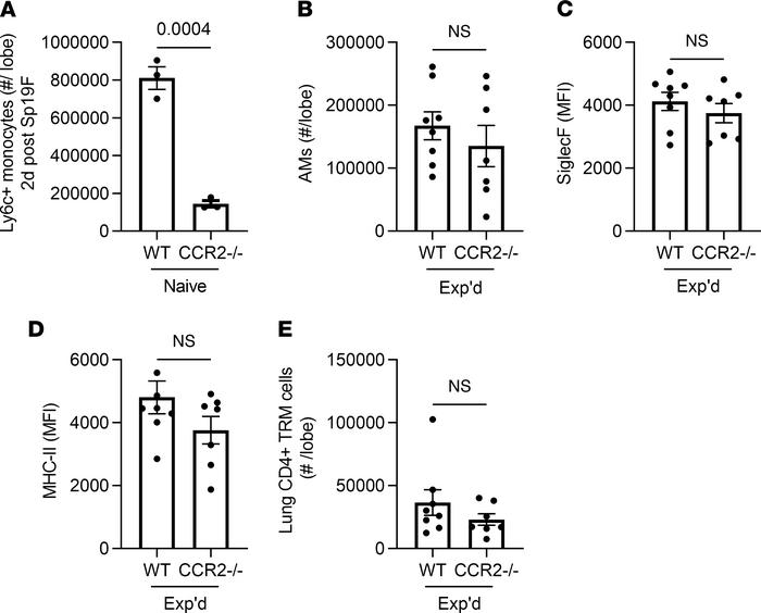 CCR2 and the experienced AM phenotype.
(A) Enumeration of extravascular ...