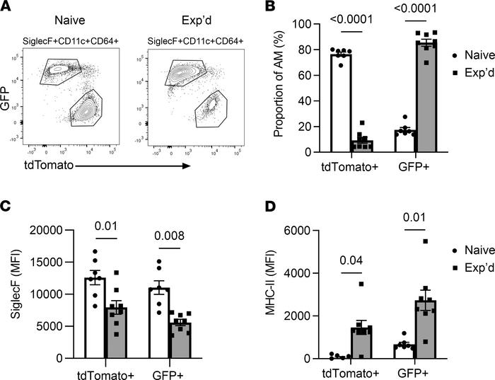AM from different origins remodel similarly after pneumococcal infection...