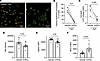 IFN-γ is sufficient to remodel and protect macrophages.