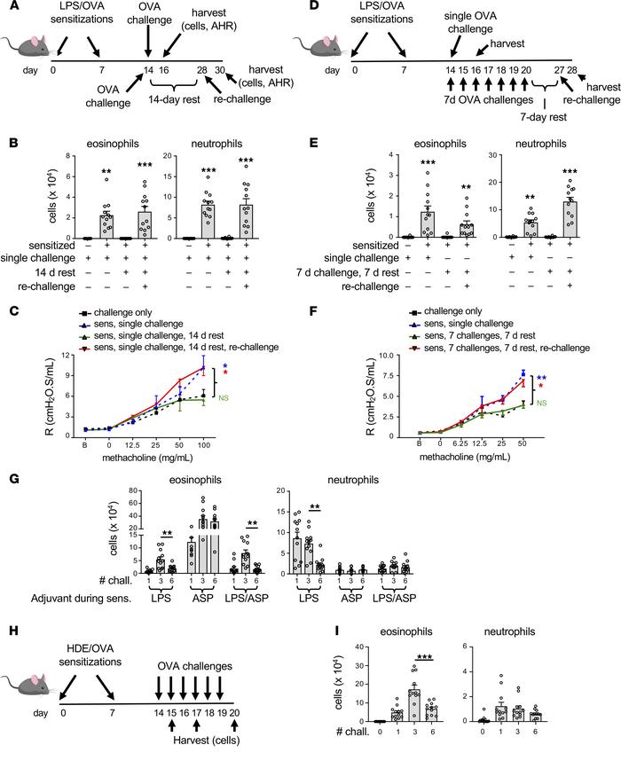 Suppression of allergic inflammation and AHR requires sustained allergen...