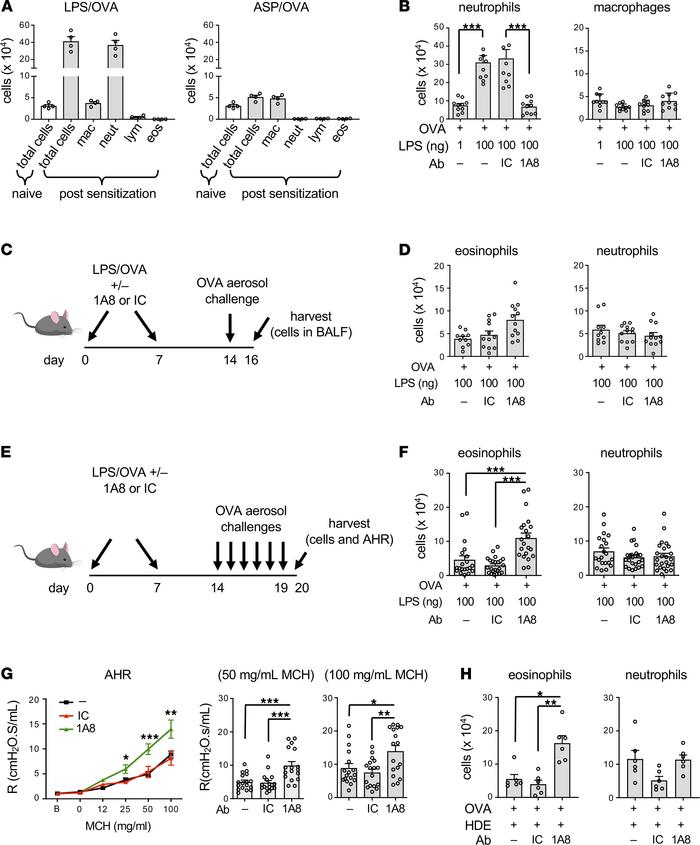 Airway neutrophilia during allergic sensitization curtails subsequent as...