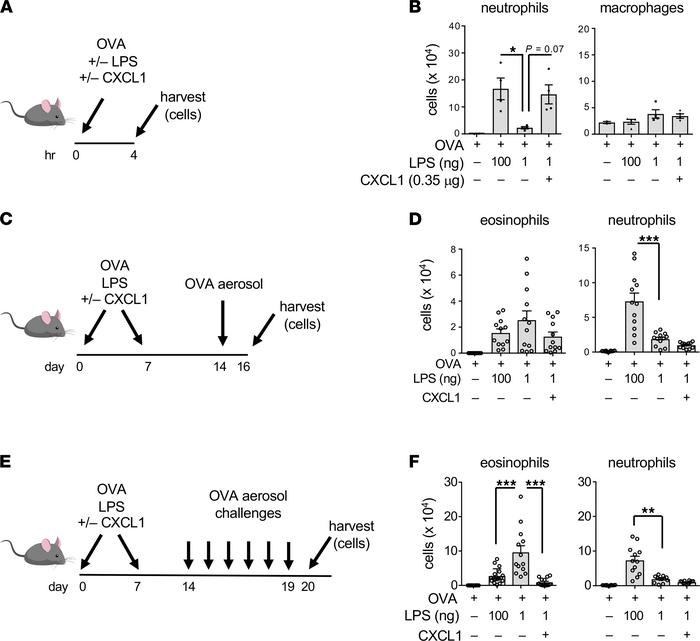 Neutrophilia during sensitization is sufficient for immunosuppression.
(...