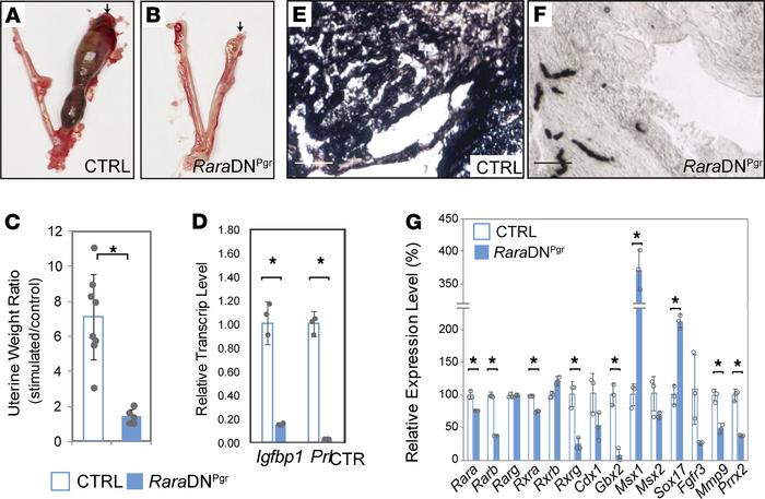 
RaraDNPgr mutant uterus does not respond to artificial decidualization ...