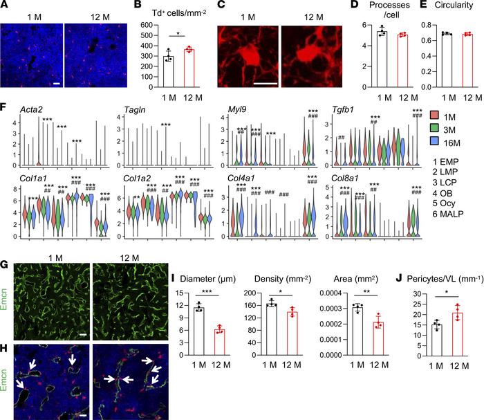 Aging expands MALPs but does not convert them into myofibroblasts.
(A) R...