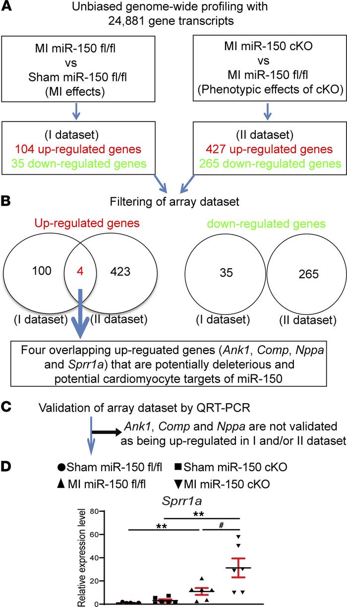 Transcriptome profiling in miR-150 cKO mice identifies Sprr1a as a targe...