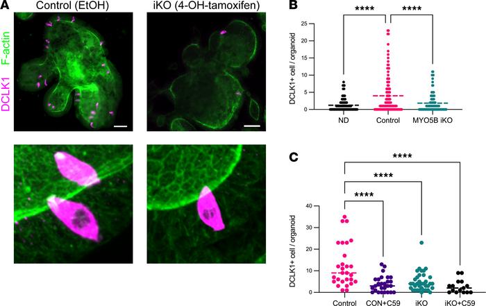 Tuft cell differentiation in VilCreERT2 Myo5Bfl/fl intestinal organoids....