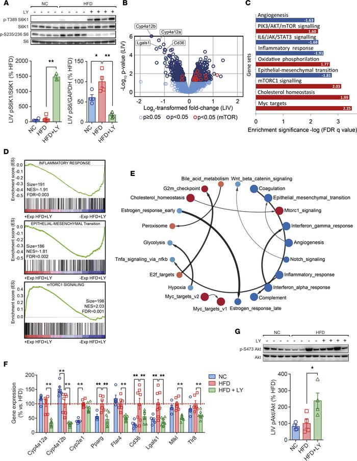 LY modifies liver function.
(A) Analysis of phosphorylated pS6 and pS6K1...