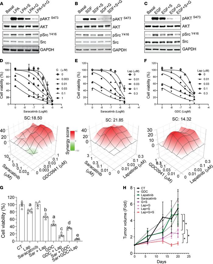 The combined effects of lapatinib plus PI3K and Src inhibitors on HER2+ ...