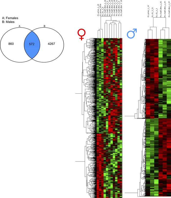Impaired mitochondrial substrate efflux–induced transcriptomic responses...
