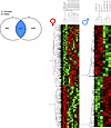 Impaired mitochondrial substrate efflux–induced transcriptomic responses in
