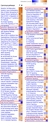Sex differences in transcriptional pathways in the PT-CrATHET model.