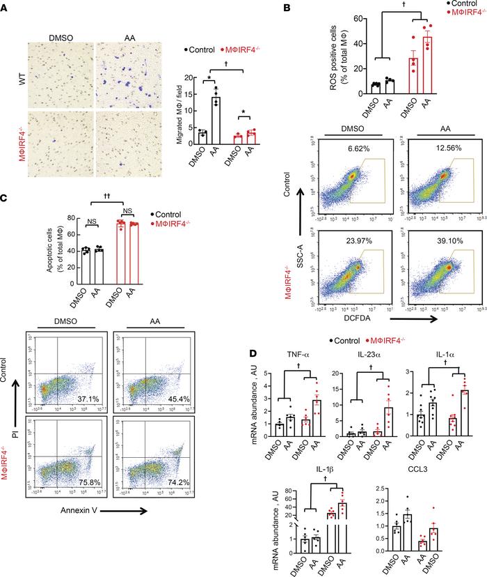 Effects of 3.5 μM AA on peritoneal macrophage inflammatory and migratory...