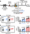 TOX and PD-1 expression occur in functional CD8+ T cells.