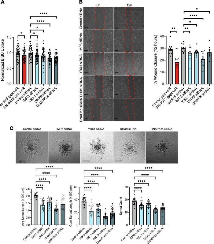 Angiogenesis functional assays of SNHG12-interacting proteins.
Angiogene...