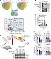 Pull-downs of SNHG12-interacting proteins.