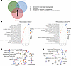 RNA-Seq analysis of Snhg12 knockdown in db/db gastrocnemius.